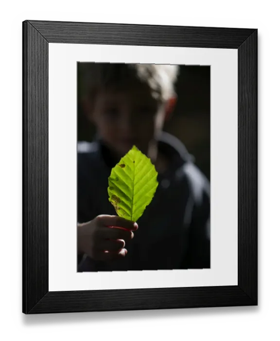 Framed Print : Young boy playing in woodland in autumn Norfolk November Framed Print : Young boy playing in woodland in autumn Norfolk November