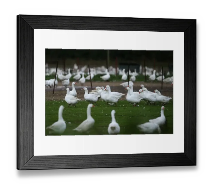 Framed Print : Farmed geese for Christmas market Norfolk autumn