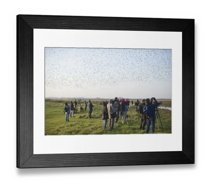 Framed Print : Birdwatchers watching waders over the Wash at Snettisham RSPB Reserve Norfolk winter Framed Print : Birdwatchers watching waders over the Wash at Snettisham RSPB Reserve Norfolk winter