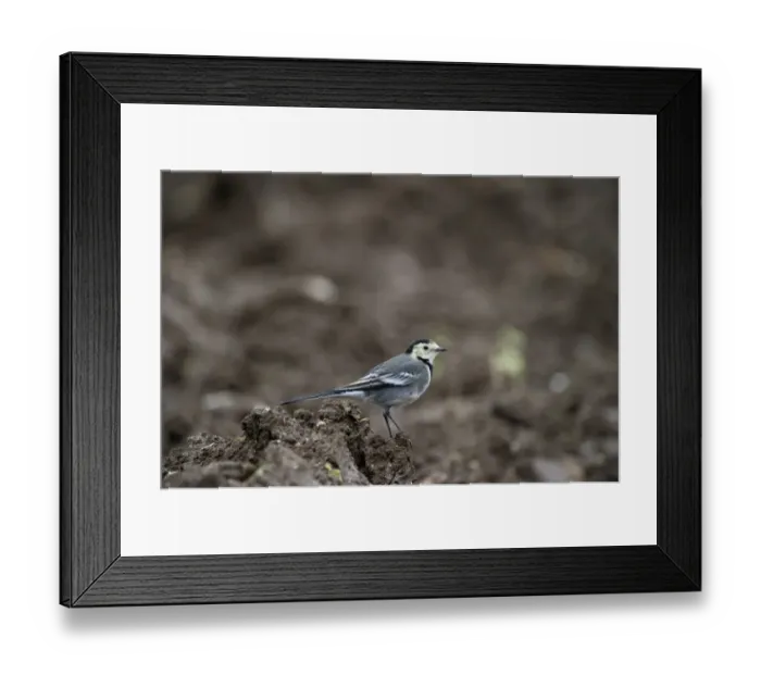 Framed Print : Pied Wagtail Motacilla alba winter adult Norfolk December Framed Print : Pied Wagtail Motacilla alba winter adult Norfolk December