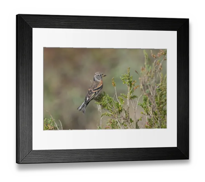 Framed Print : Brambling Fringilla montifringilla migrant in dunes at Burnham Overy Norfolk October Framed Print : Brambling Fringilla montifringilla migrant in dunes at Burnham Overy Norfolk October