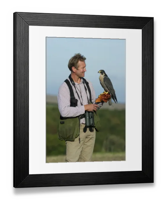 Framed Print : Falconer andy Hollidge with Peregrine Falcon at British Falconers Club International Framed Print : Falconer andy Hollidge with Peregrine Falcon at British Falconers Club International