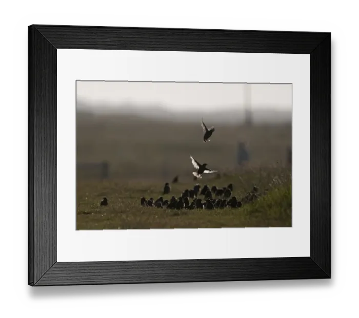 Framed Print : Starlings Sturnus vulgarus autumn flock Cley Norfolk Framed Print : Starlings Sturnus vulgarus autumn flock Cley Norfolk