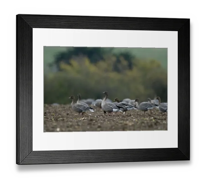 Framed Print : Pink-footed Geese Anser brachyrynchus on cut sugar beet field North Norfolk winter Framed Print : Pink-footed Geese Anser brachyrynchus on cut sugar beet field North Norfolk winter