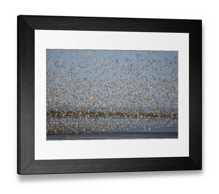 Framed Print : Knot Calidris canutus flocking over the Wash at Snettisham Norfolk prior to high Framed Print : Knot Calidris canutus flocking over the Wash at Snettisham Norfolk prior to high