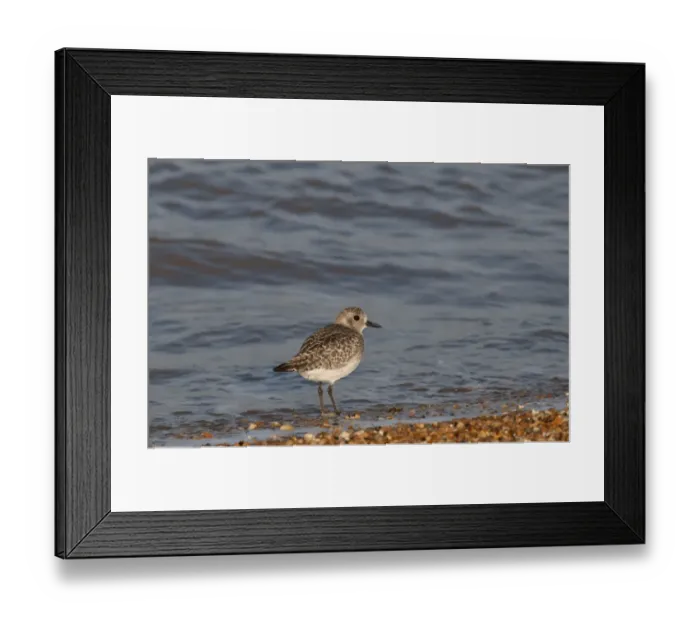 Framed Print : Grey Plover Pluvialis squatarola Norfolk winter Framed Print : Grey Plover Pluvialis squatarola Norfolk winter