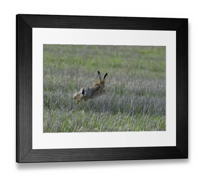 Framed Print : Brown Hare Lepus europaeus running across stubble Lincolnshire UK autumn Framed Print : Brown Hare Lepus europaeus running across stubble Lincolnshire UK autumn