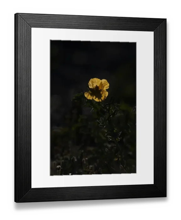 Framed Print : Yellow-horned poppy growing on beach Cley Norfolk summer Framed Print : Yellow-horned poppy growing on beach Cley Norfolk summer