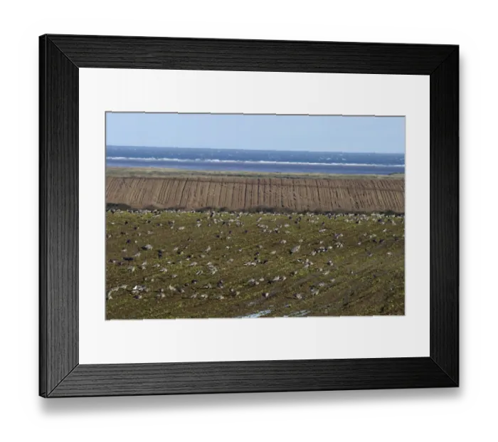 Framed Print : Pink-footed Geese Anser brachyrynchus on cut sugar beet field North Norfolk winter Framed Print : Pink-footed Geese Anser brachyrynchus on cut sugar beet field North Norfolk winter