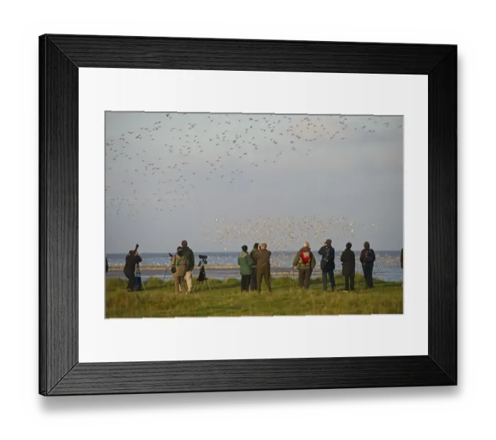 Framed Print : Birdwatchers watching waders over the Wash at Snettisham RSPB Reserve Norfolk winter
