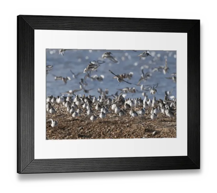 Framed Print : Sanderling Calidris alba and a few Dunlin Calidris alpina on the Wash at Snettisham Framed Print : Sanderling Calidris alba and a few Dunlin Calidris alpina on the Wash at Snettisham