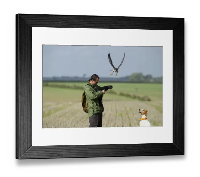 Framed Print : Falconer Stephen Lea with Peregrine & Pointer at 2010 British Falconers Club International Framed Print : Falconer Stephen Lea with Peregrine & Pointer at 2010 British Falconers Club International