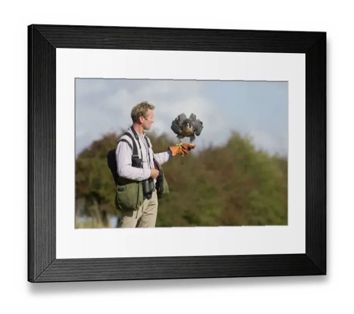 Framed Print : Falconer andy Hollidge with Peregrine Falcon at British Falconers Club International Framed Print : Falconer andy Hollidge with Peregrine Falcon at British Falconers Club International