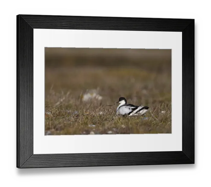 Framed Print : Avocet Recurvirostra avosetta on nest Cley Norfolk spring Framed Print : Avocet Recurvirostra avosetta on nest Cley Norfolk spring
