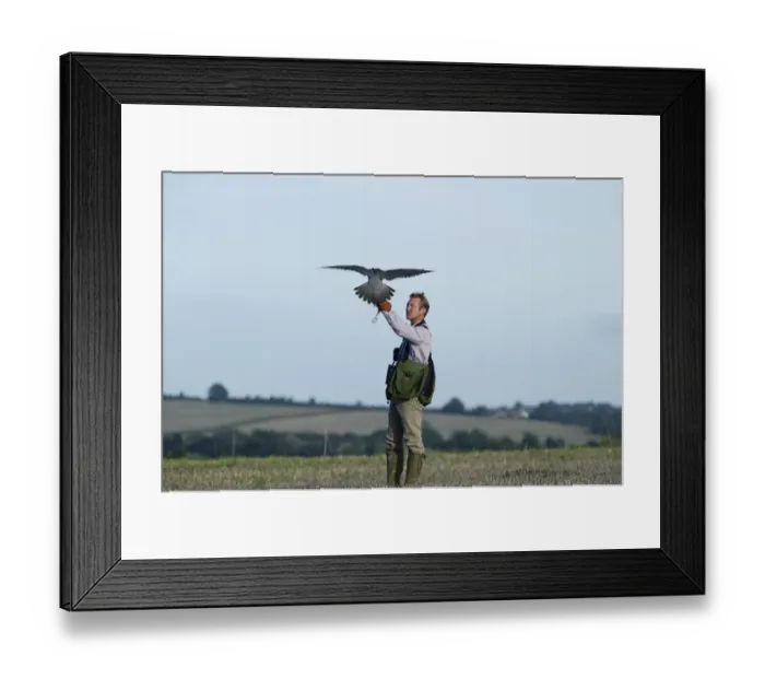 Framed Print : Falconer andy Hollidge with Peregrine Falcon at British Falconers Club International Framed Print : Falconer andy Hollidge with Peregrine Falcon at British Falconers Club International