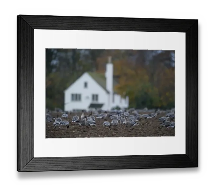 Framed Print : Pink-footed Geese Anser brachyrynchus on cut sugar beet field North Norfolk winter Framed Print : Pink-footed Geese Anser brachyrynchus on cut sugar beet field North Norfolk winter