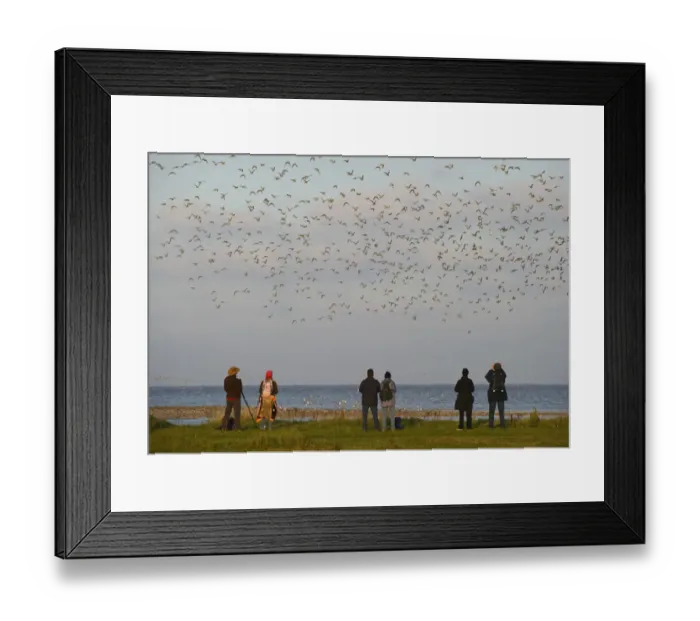 Framed Print : Birdwatchers watching waders over the Wash at Snettisham RSPB Reserve Norfolk winter