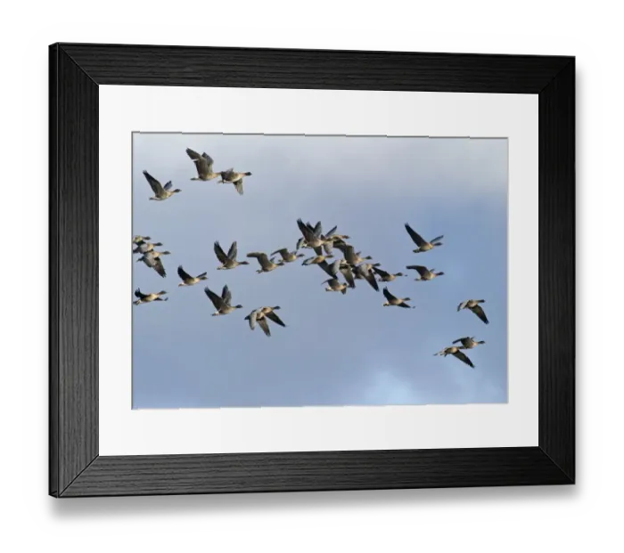 Framed Print : Pink-footed Geese Anser brachyrynchus North Norfolk winter