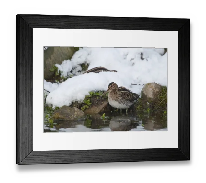 Framed Print : Common Snipe Gallinago gallinago feeding in snow Norfolk December Framed Print : Common Snipe Gallinago gallinago feeding in snow Norfolk December