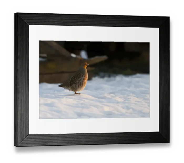 Framed Print : Grey Partridge Perdix perdix in snow Norfolk December Framed Print : Grey Partridge Perdix perdix in snow Norfolk December