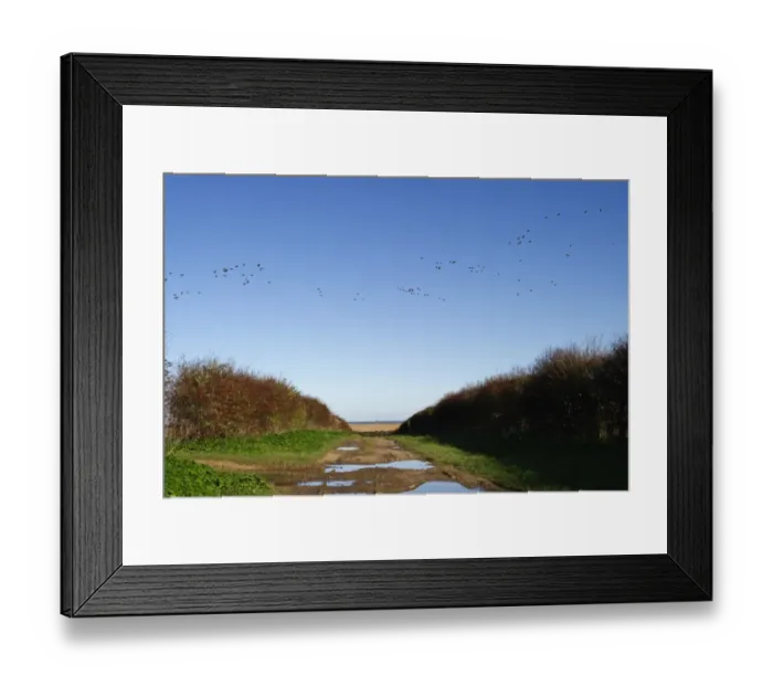 Framed Print : Pink-footed Geese Anser brachyrynchus North Norfolk winter Framed Print : Pink-footed Geese Anser brachyrynchus North Norfolk winter