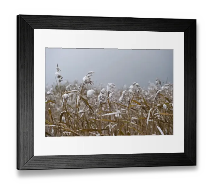 Framed Print : Snow covered reeds at Strumpshaw Fen RSPB Reserve Yare Valley Norfolk Framed Print : Snow covered reeds at Strumpshaw Fen RSPB Reserve Yare Valley Norfolk