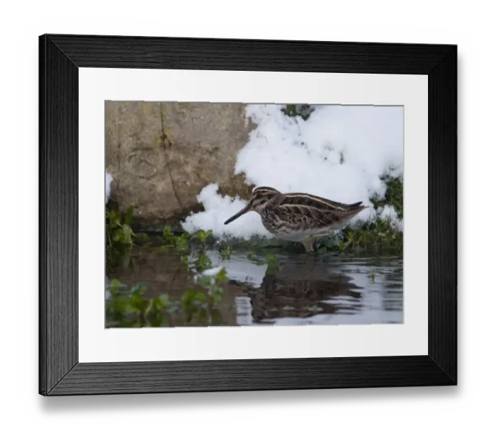 Framed Print : Jack Snipe Lymnocryptes minimus feeding in cold weather Salthouse duck pond Norfolk Framed Print : Jack Snipe Lymnocryptes minimus feeding in cold weather Salthouse duck pond Norfolk