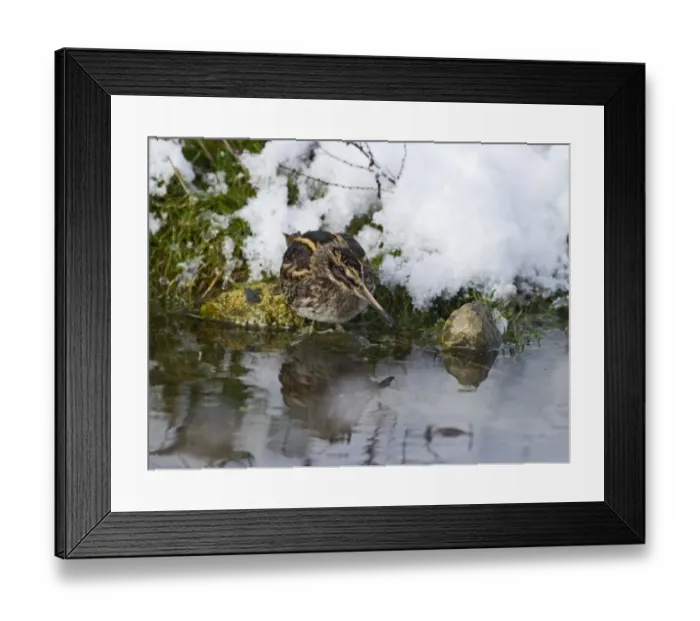 Framed Print : Jack Snipe Lymnocryptes minimus Salthouse duck pond Norfolk December Framed Print : Jack Snipe Lymnocryptes minimus Salthouse duck pond Norfolk December