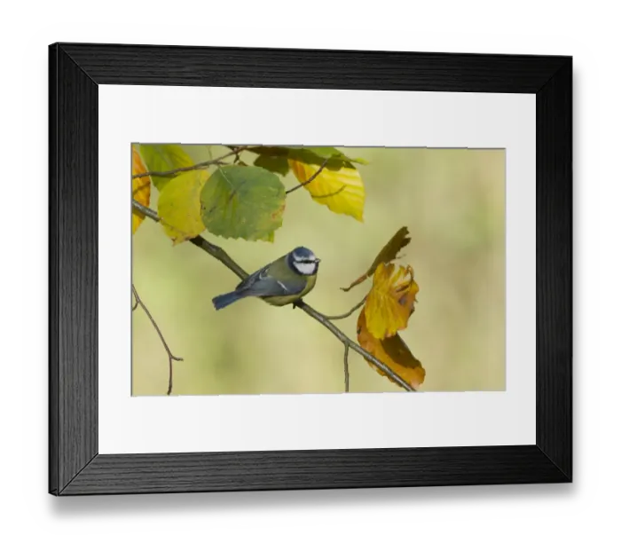 Framed Print : Blue Tit Parus caeruleus Norfolk autumn Framed Print : Blue Tit Parus caeruleus Norfolk autumn