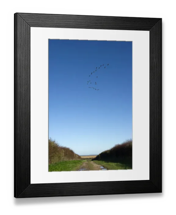 Framed Print : Pink-footed Geese Anser brachyrynchus North Norfolk winter Framed Print : Pink-footed Geese Anser brachyrynchus North Norfolk winter