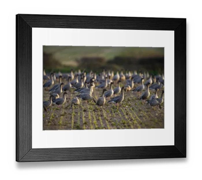 Framed Print : Pink-footed Geese Anser brachyrynchus on cut sugar beet field North Norfolk winter Framed Print : Pink-footed Geese Anser brachyrynchus on cut sugar beet field North Norfolk winter