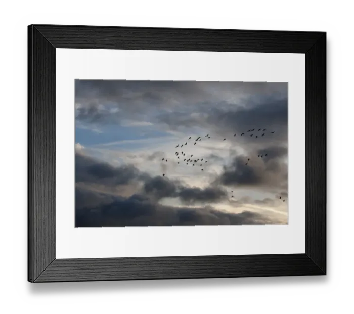 Framed Print : Pink-footed Geese Anser brachyrynchus North Norfolk winter