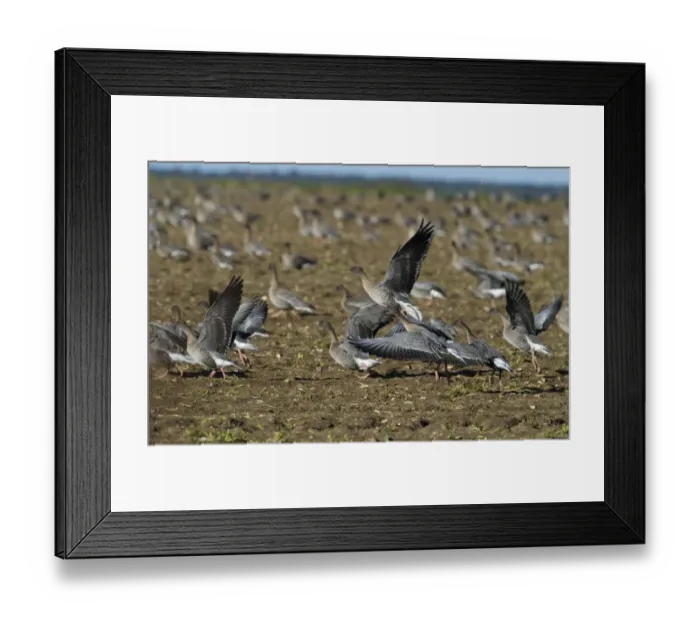 Framed Print : Pink-footed Geese Anser brachyrynchus on cut sugar beet field North Norfolk winter