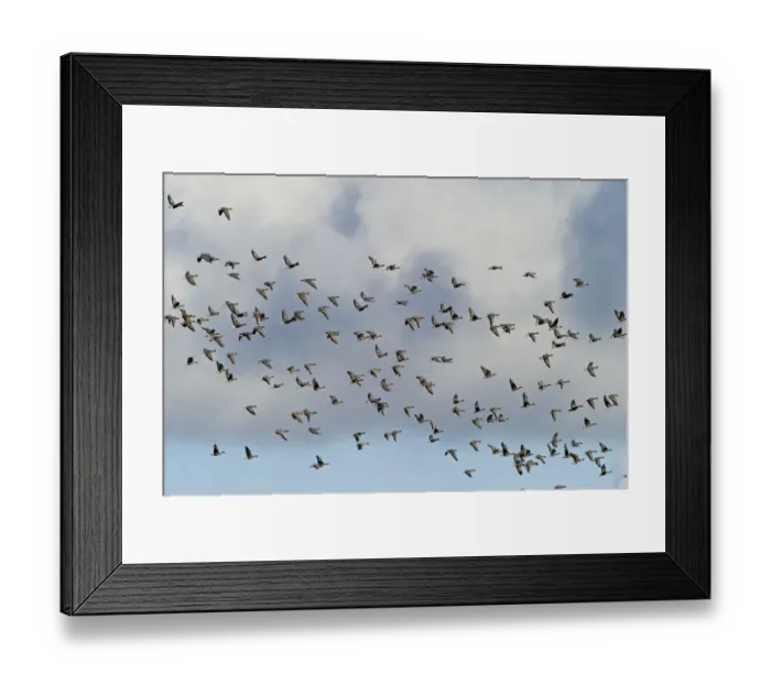 Framed Print : Pink-footed Geese Anser brachyrynchus North Norfolk winter