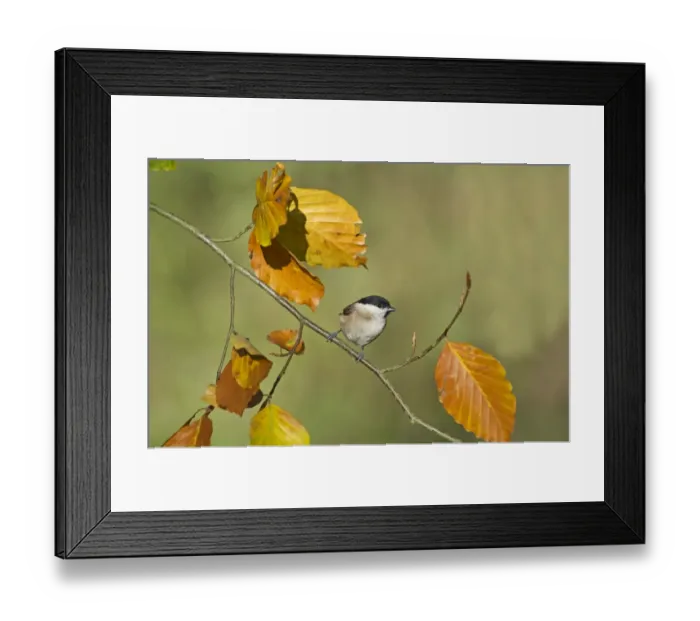 Framed Print : Marsh Tit Parus palustris Norfolk autumn Framed Print : Marsh Tit Parus palustris Norfolk autumn
