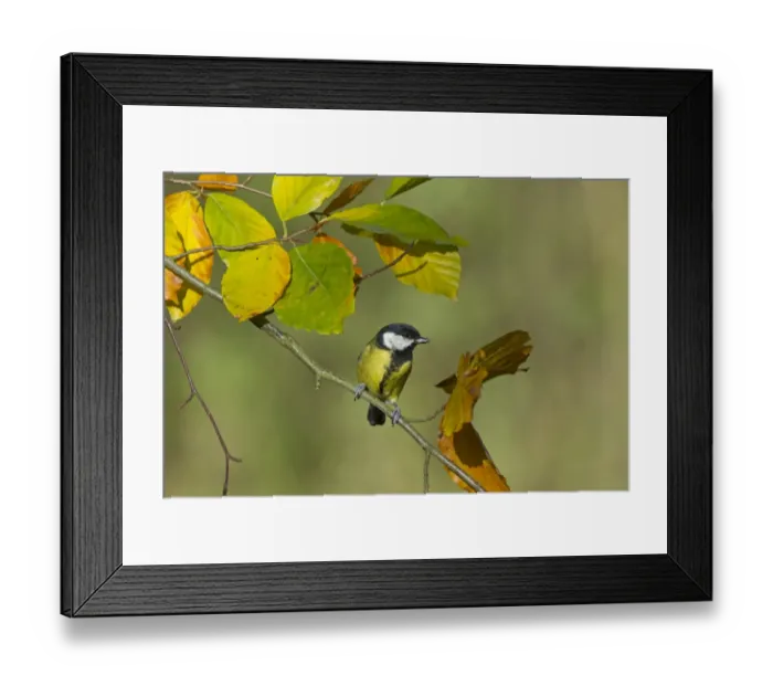 Framed Print : Great Tit Parus major Norfolk autumn Framed Print : Great Tit Parus major Norfolk autumn