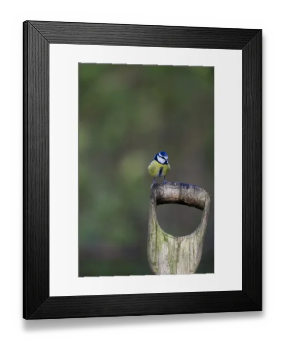 Framed Print : Blue Tit Parus caeruleus Norfolk autumn Framed Print : Blue Tit Parus caeruleus Norfolk autumn