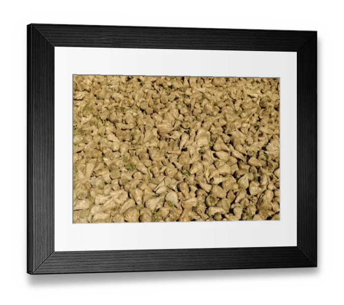 Framed Print : Harvested Sugar Beet Norfolk December Framed Print : Harvested Sugar Beet Norfolk December