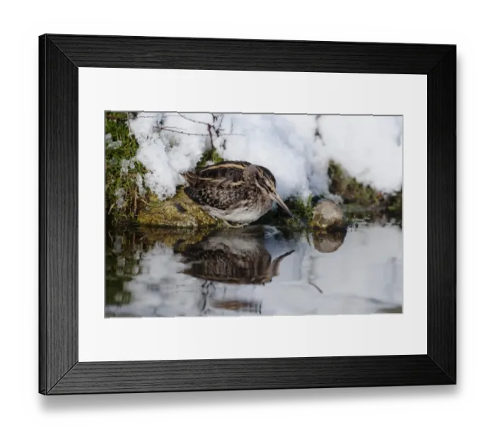 Framed Print : Jack Snipe Lymnocryptes minimus feeding in cold weather Salthouse duck pond Norfolk
