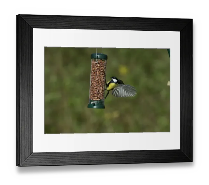 Framed Print : Great Tit Parus major on nut feeder in garden Norfolk Framed Print : Great Tit Parus major on nut feeder in garden Norfolk