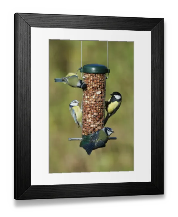 Framed Print : Great and Blue Tits on nut feeder in garden Norfolk winter Framed Print : Great and Blue Tits on nut feeder in garden Norfolk winter