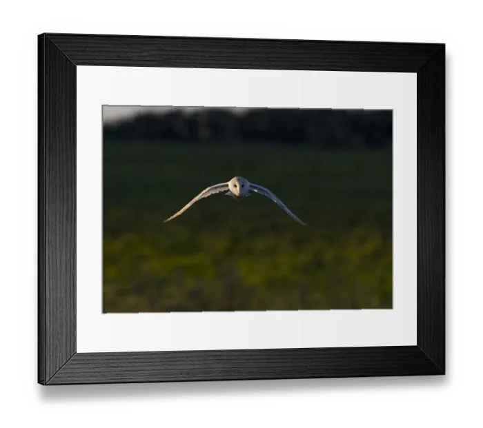 Framed Print : Barn Owl Tyto alba hunting North Norfolk December Framed Print : Barn Owl Tyto alba hunting North Norfolk December