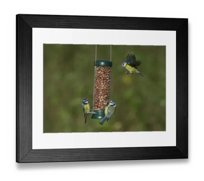 Framed Print : Blue Tits Parus caeruleus feeding on garden nut feeder Norfolk winter Framed Print : Blue Tits Parus caeruleus feeding on garden nut feeder Norfolk winter