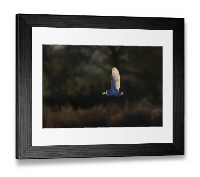 Framed Print : Barn Owl Tyto alba hunting North Norfolk December Framed Print : Barn Owl Tyto alba hunting North Norfolk December