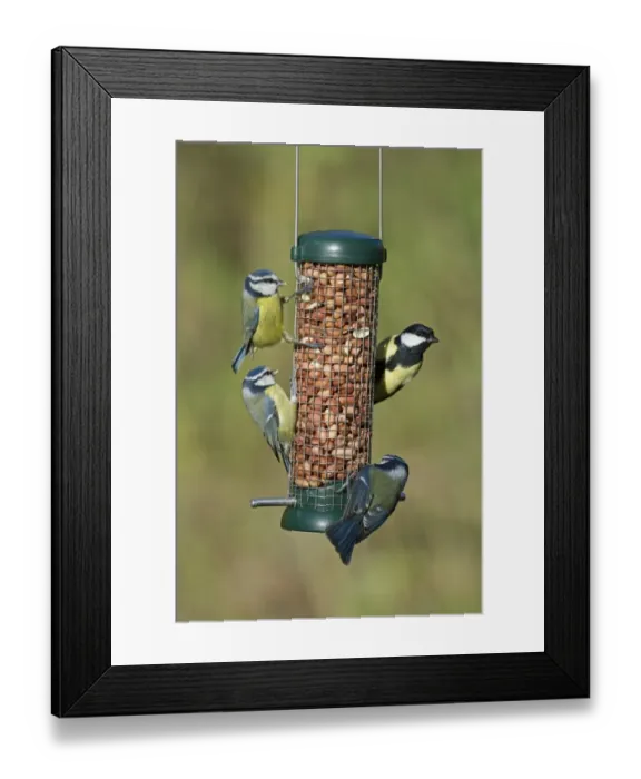 Framed Print : Great and Blue Tits on nut feeder in garden Norfolk winter Framed Print : Great and Blue Tits on nut feeder in garden Norfolk winter