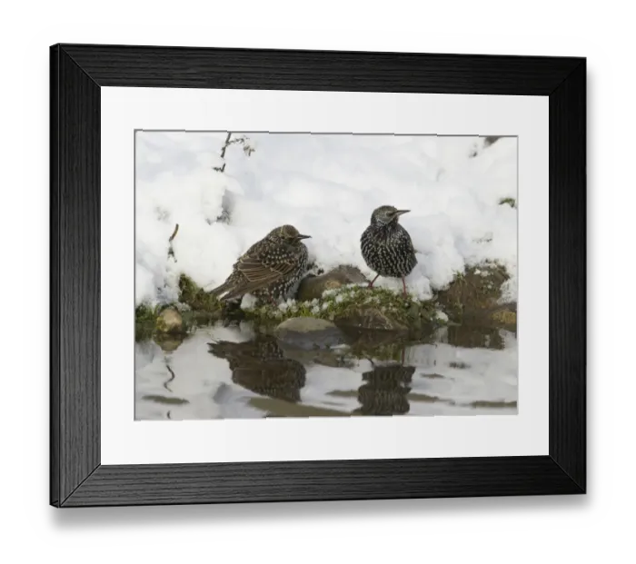 Framed Print : Starlings Sturnus vulgarus coming down to drink in snow Norfolk December Framed Print : Starlings Sturnus vulgarus coming down to drink in snow Norfolk December