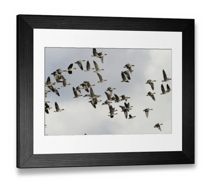 Framed Print : Pink-footed Geese Anser brachyrynchus North Norfolk winter Framed Print : Pink-footed Geese Anser brachyrynchus North Norfolk winter