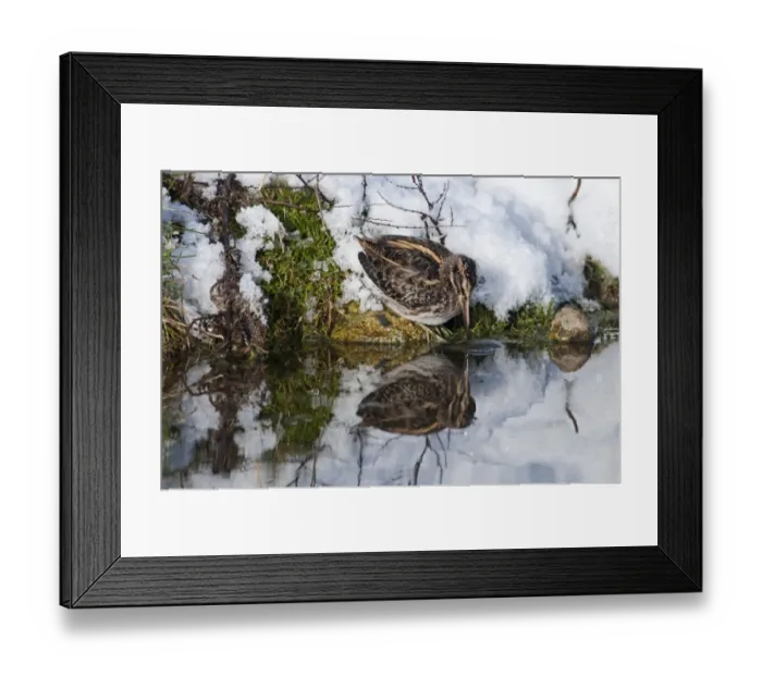 Framed Print : Jack Snipe Lymnocryptes minimus feeding in cold weather Salthouse duck pond Norfolk Framed Print : Jack Snipe Lymnocryptes minimus feeding in cold weather Salthouse duck pond Norfolk