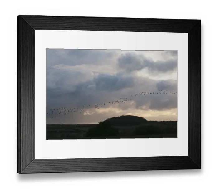 Framed Print : Pink-footed Geese Anser brachyrynchus North Norfolk winter