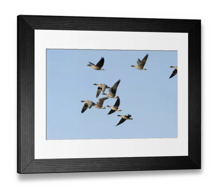 Framed Print : Pink-footed Geese Anser brachyrynchus North Norfolk winter Framed Print : Pink-footed Geese Anser brachyrynchus North Norfolk winter